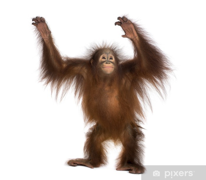 Detail Orangutan Stickers Nomer 8