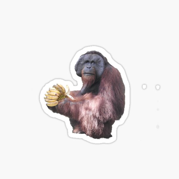 Detail Orangutan Stickers Nomer 9