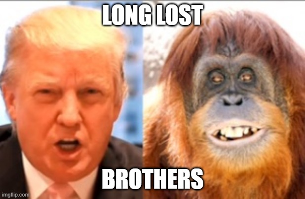 Orangutan Trump Meme - KibrisPDR