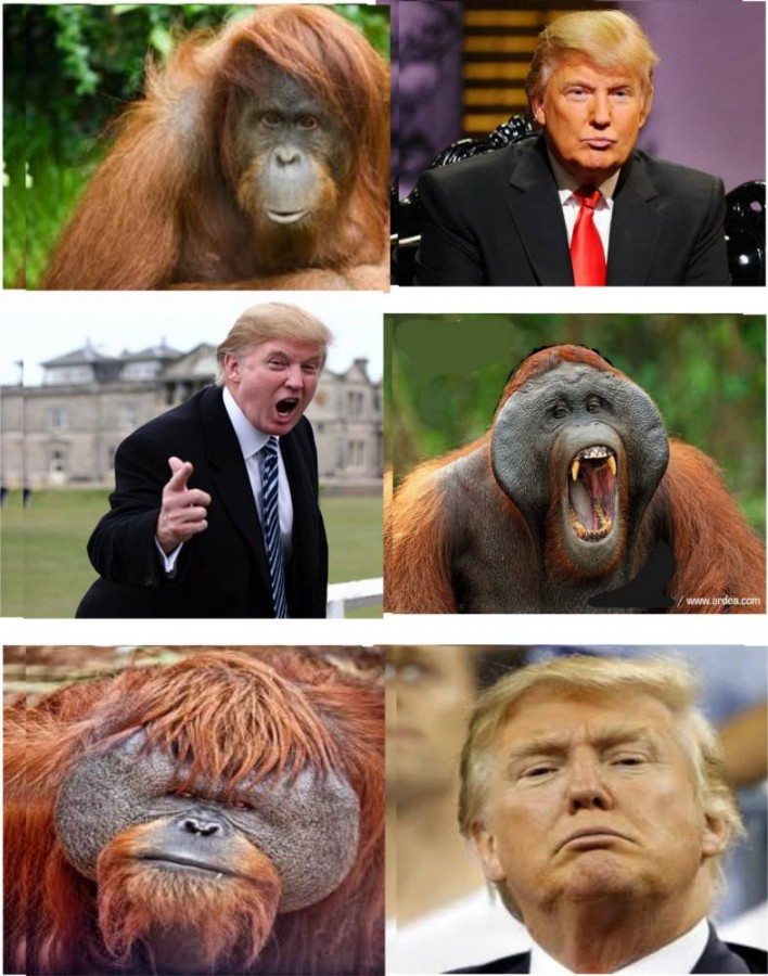 Detail Orangutan Trump Meme Nomer 11