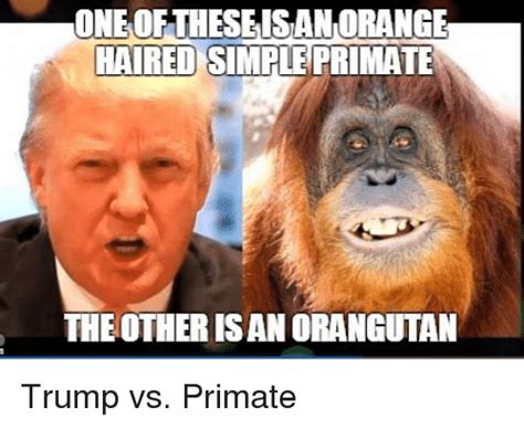Detail Orangutan Trump Meme Nomer 12