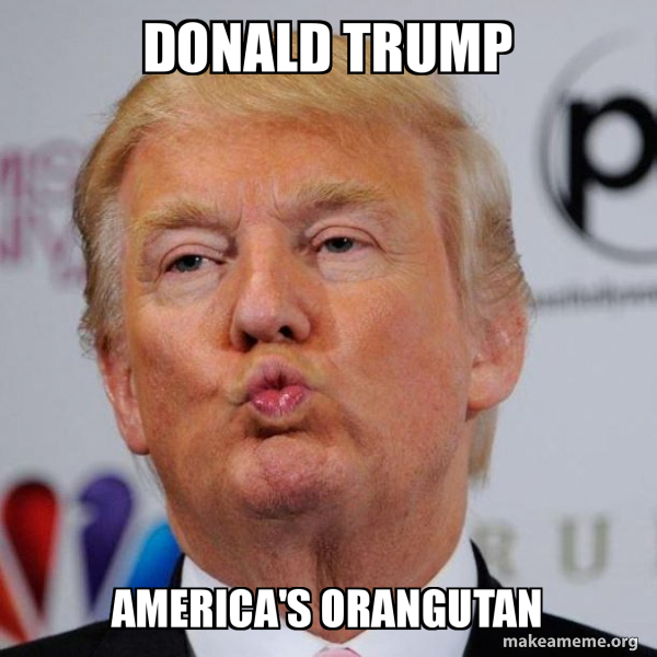 Detail Orangutan Trump Meme Nomer 19