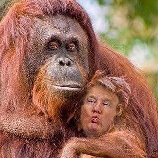 Detail Orangutan Trump Meme Nomer 21