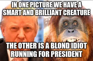 Detail Orangutan Trump Meme Nomer 6