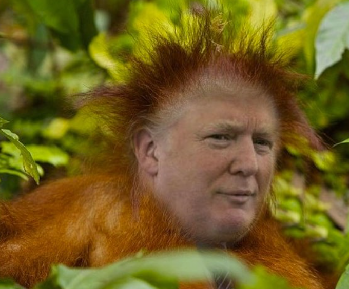 Detail Orangutan Trump Meme Nomer 53