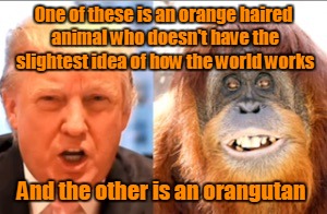 Detail Orangutan Trump Meme Nomer 7