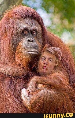 Detail Orangutan Trump Meme Nomer 10