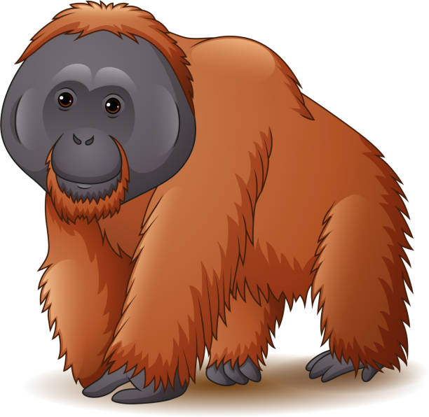 Detail Orangutans Clipart Nomer 5