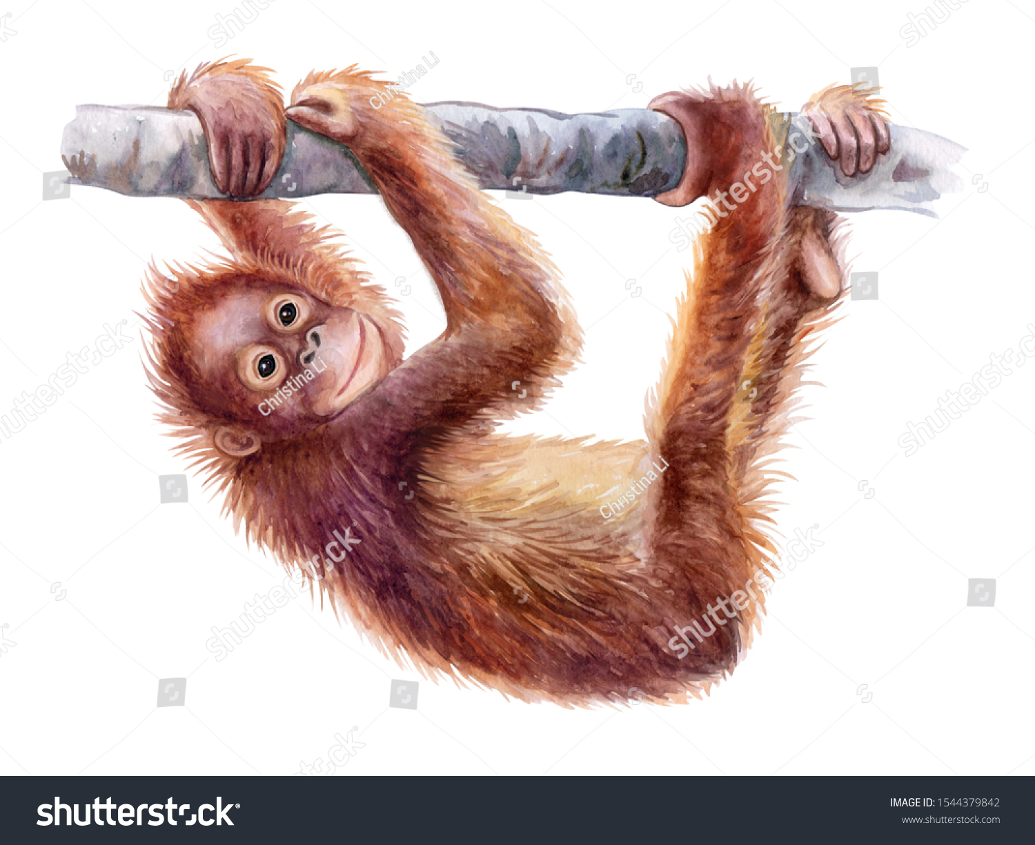 Detail Orangutans Clipart Nomer 52