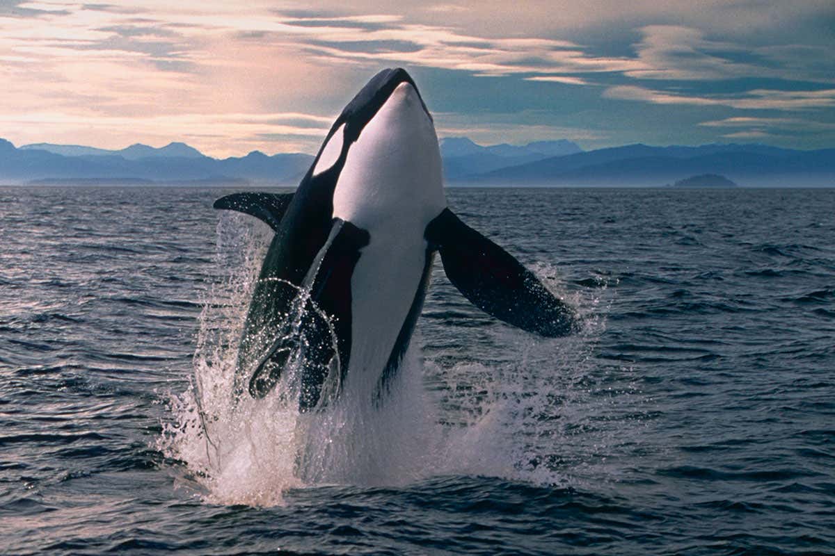 Detail Orca Images Nomer 8