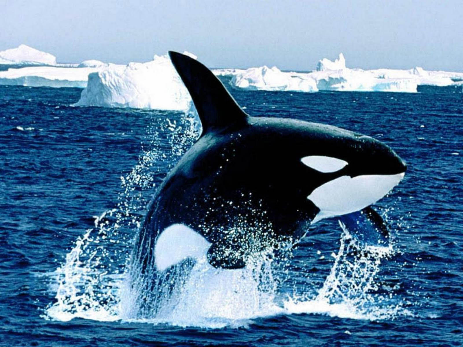 Detail Orca Images Free Nomer 11