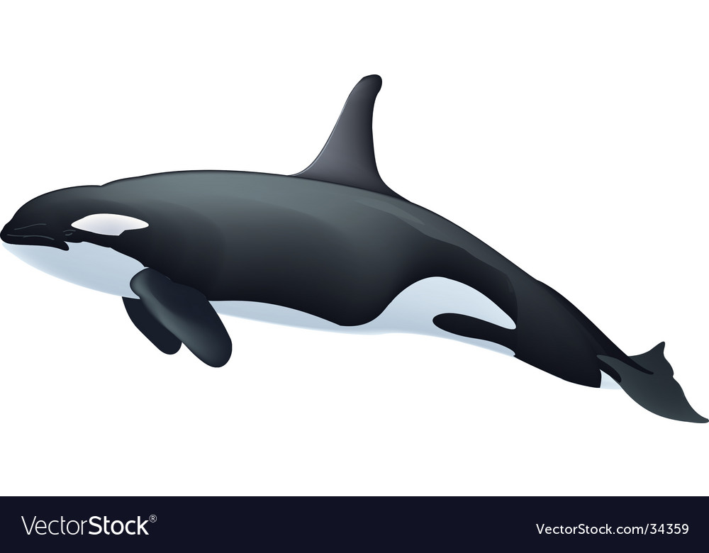 Detail Orca Images Free Nomer 24