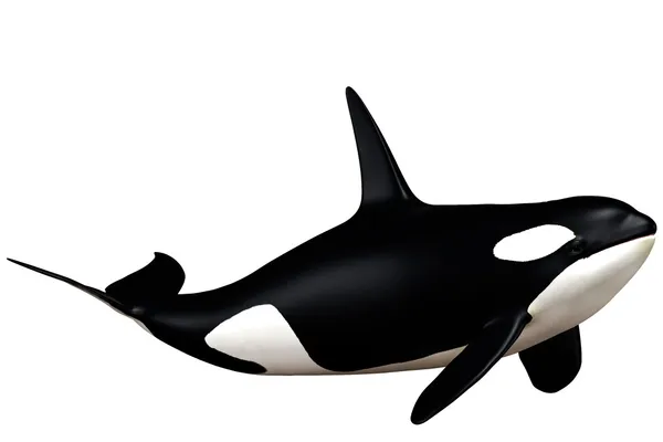 Detail Orca Images Free Nomer 26