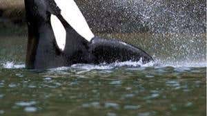 Detail Orca Images Free Nomer 31