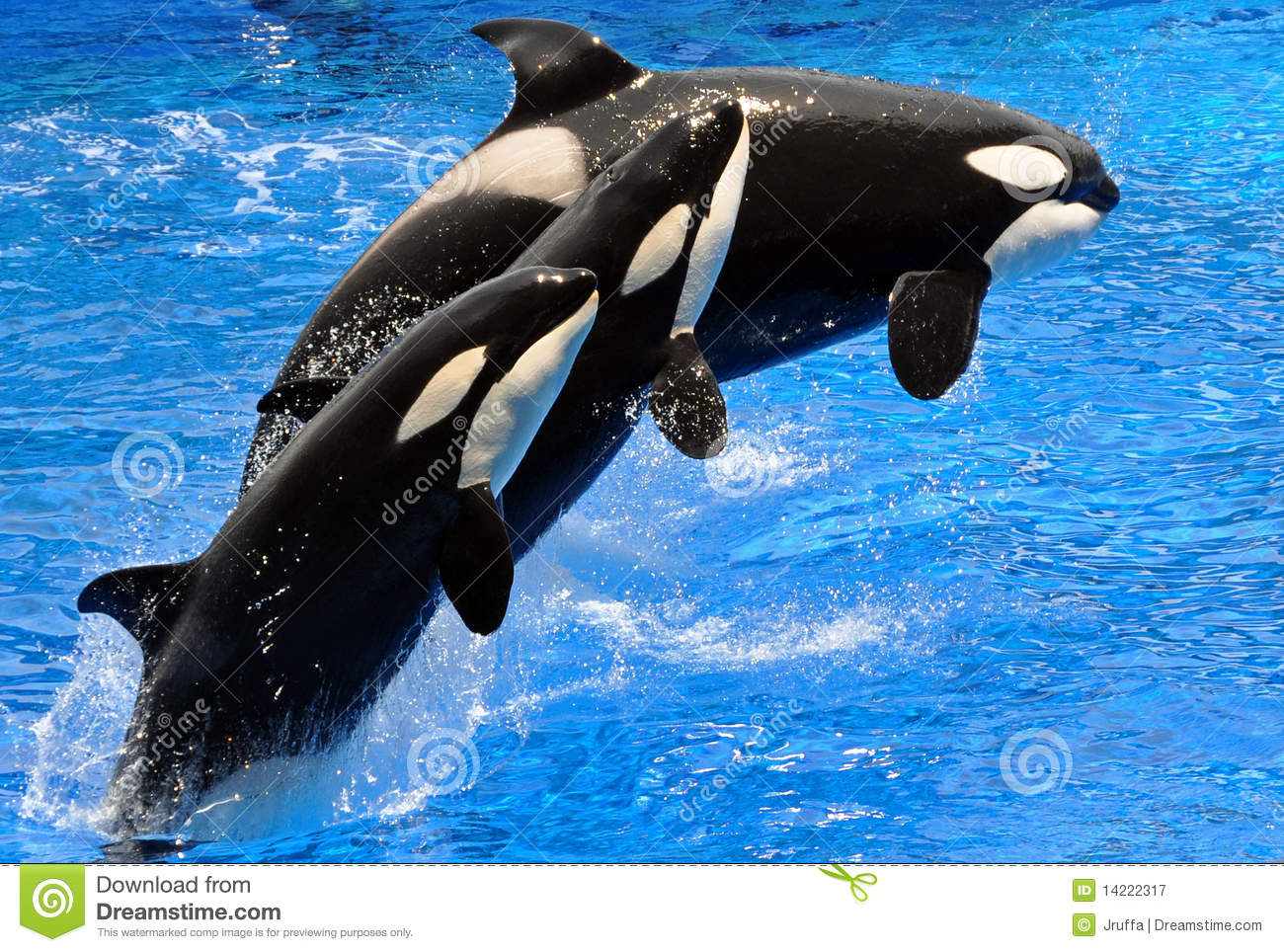 Detail Orca Images Free Nomer 45