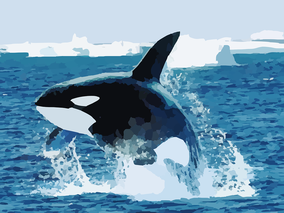 Detail Orca Images Free Nomer 46