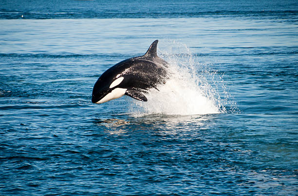 Detail Orca Images Free Nomer 7