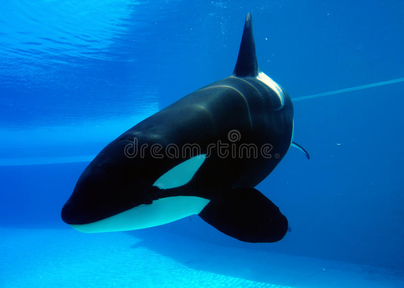 Detail Orca Images Free Nomer 9