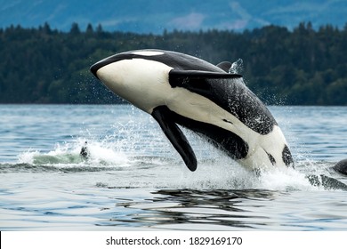 Detail Orca Images Free Nomer 10