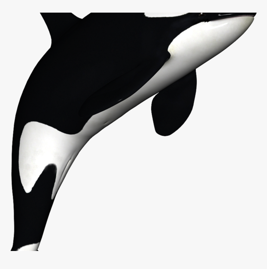 Detail Orca Png Nomer 29