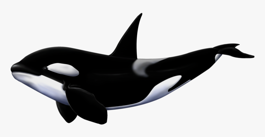 Detail Orca Png Nomer 6