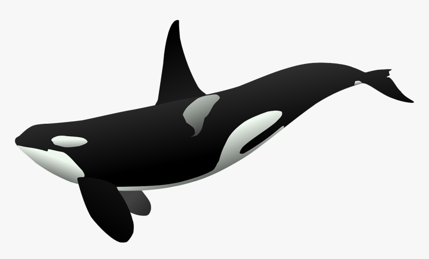 Orca Transparent Background - KibrisPDR