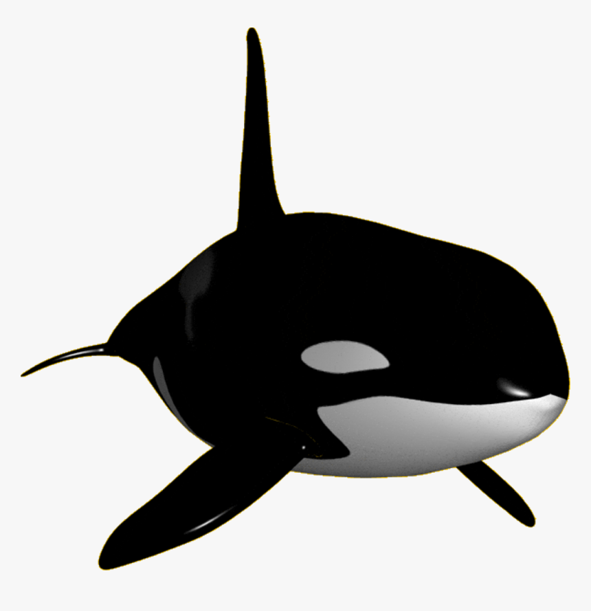 Detail Orca Transparent Background Nomer 12