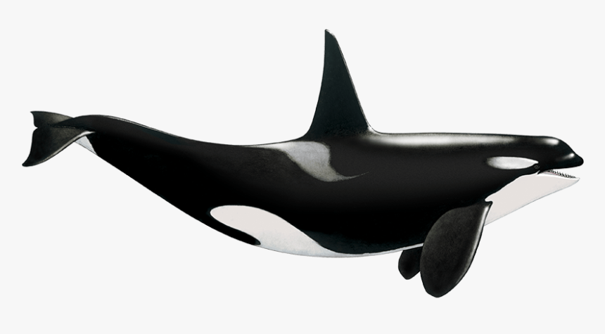 Detail Orca Transparent Background Nomer 15