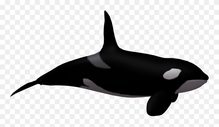 Detail Orca Transparent Background Nomer 16