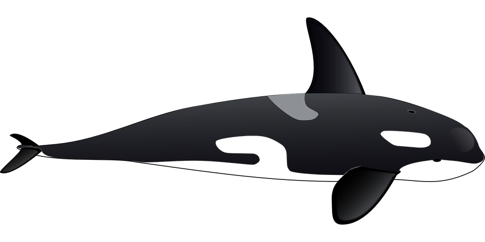 Detail Orca Transparent Background Nomer 18