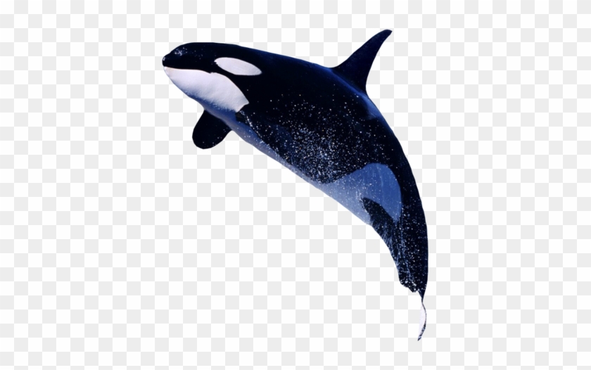 Detail Orca Transparent Background Nomer 2