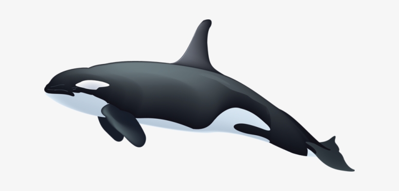 Detail Orca Transparent Background Nomer 21