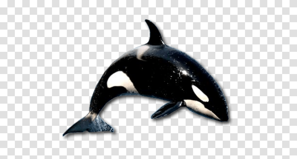 Detail Orca Transparent Background Nomer 22