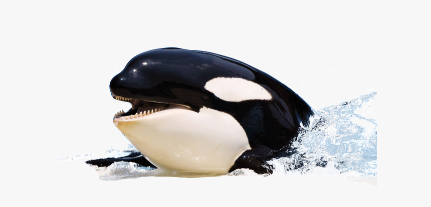 Detail Orca Transparent Background Nomer 23