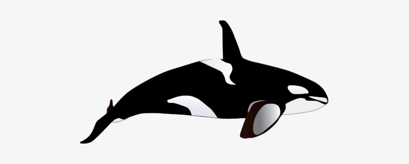 Detail Orca Transparent Background Nomer 24