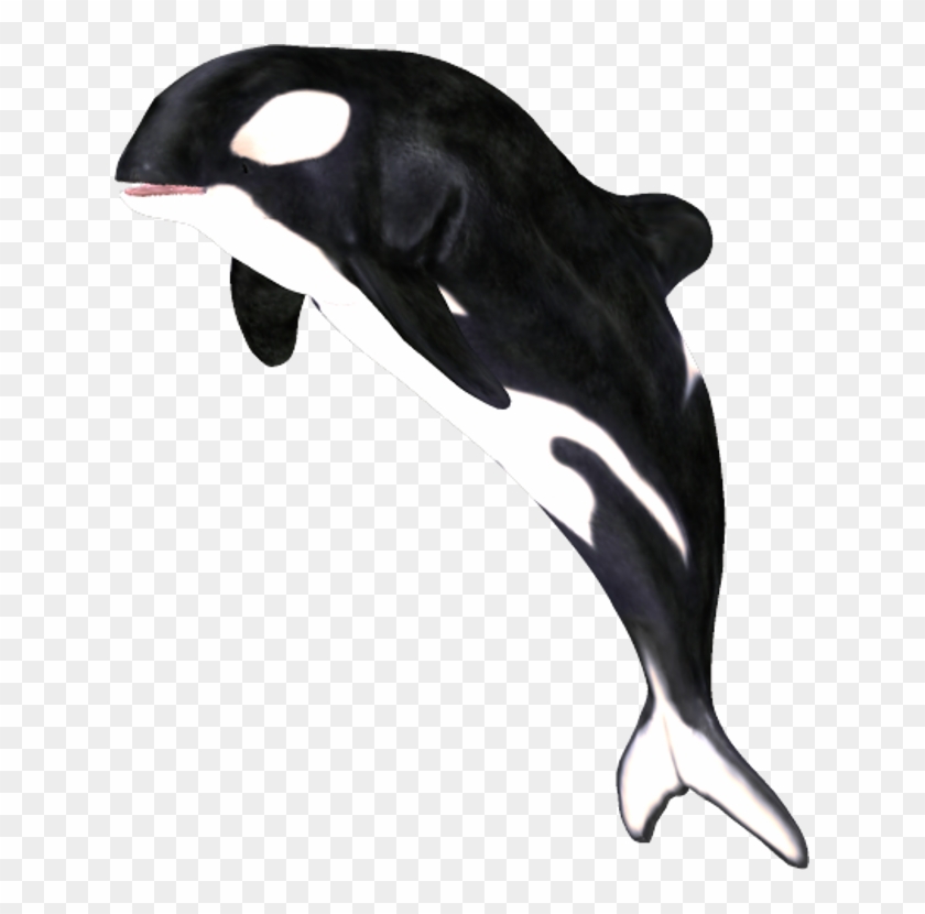 Detail Orca Transparent Background Nomer 25