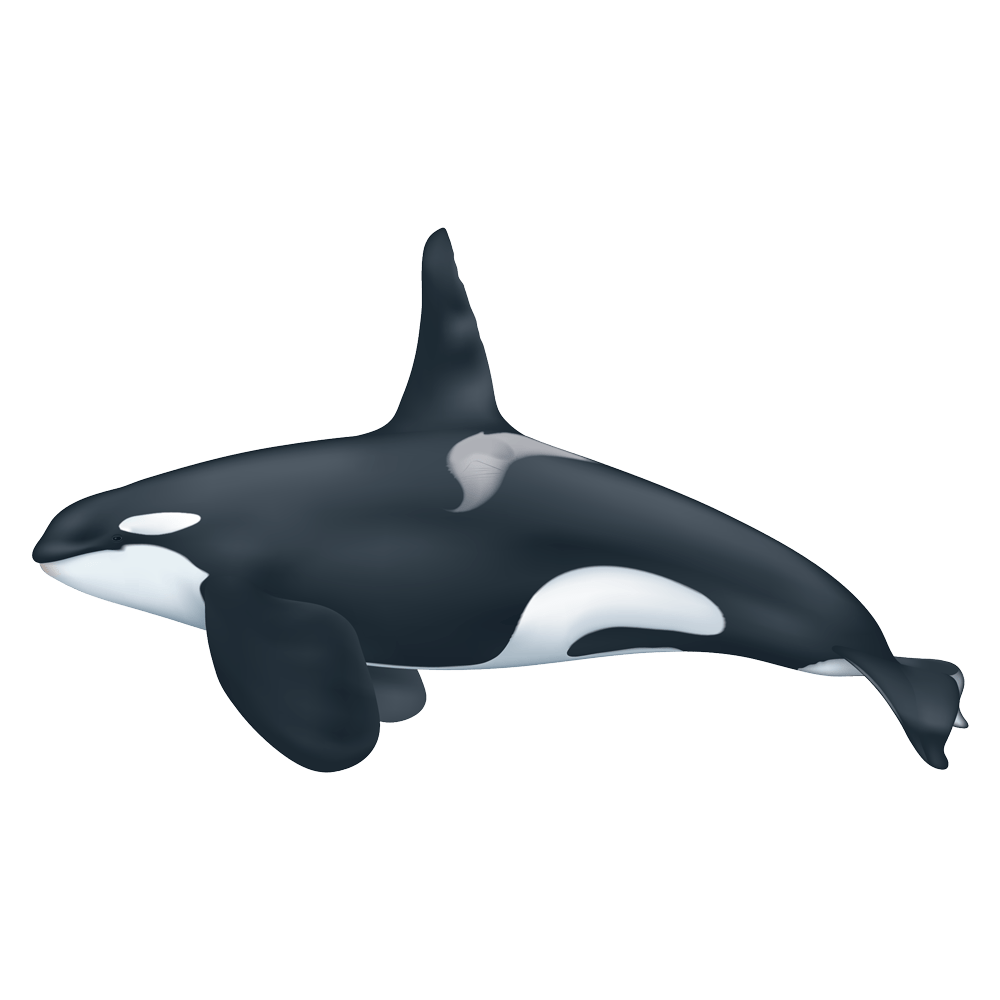 Detail Orca Transparent Background Nomer 26