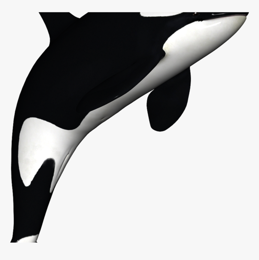 Detail Orca Transparent Background Nomer 29