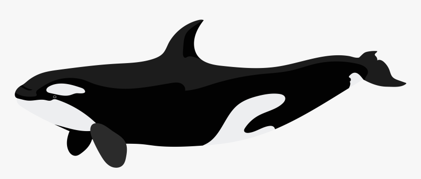 Detail Orca Transparent Background Nomer 32