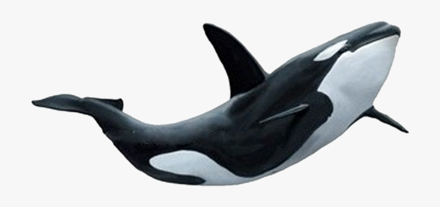 Detail Orca Transparent Background Nomer 36