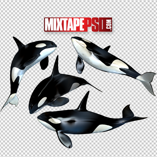 Detail Orca Transparent Background Nomer 37