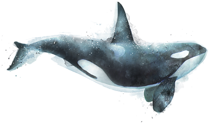 Detail Orca Transparent Background Nomer 38