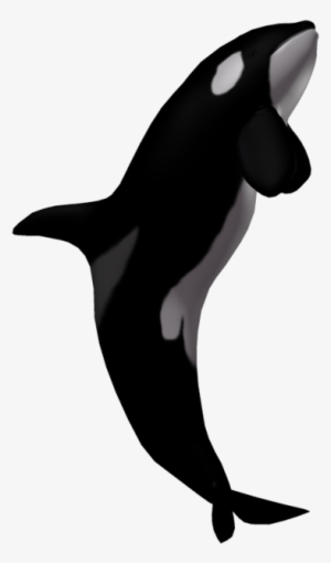 Detail Orca Transparent Background Nomer 42