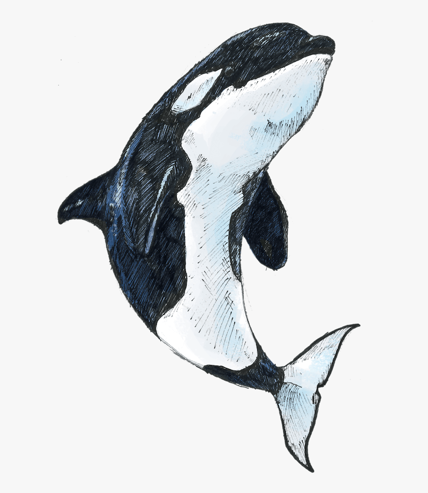 Detail Orca Transparent Background Nomer 46