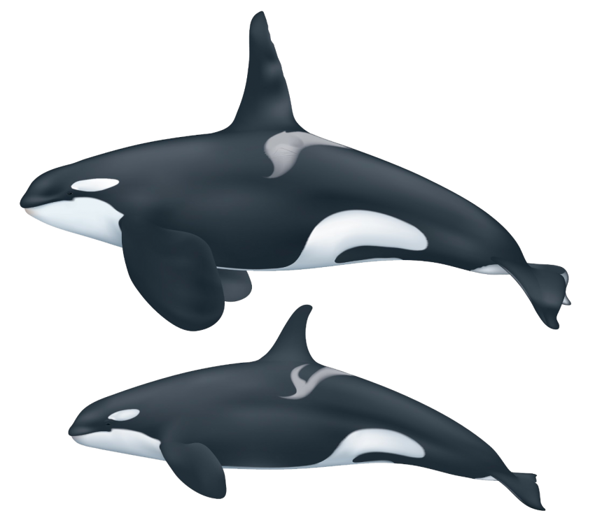 Detail Orca Transparent Background Nomer 47