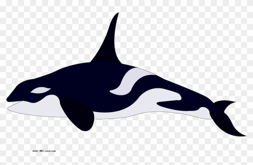 Detail Orca Transparent Background Nomer 48