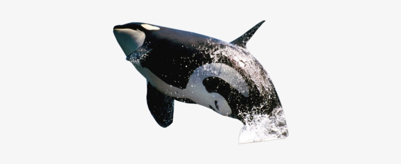 Detail Orca Transparent Background Nomer 50