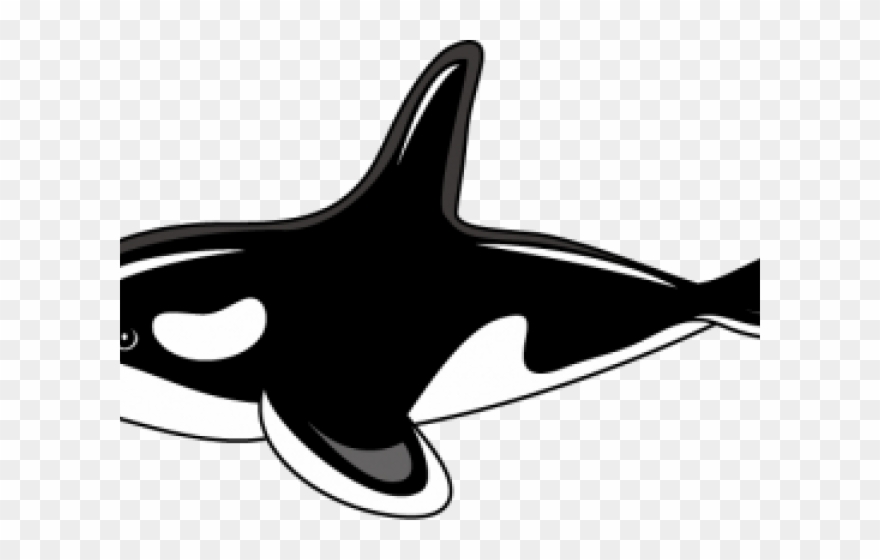 Detail Orca Transparent Background Nomer 51