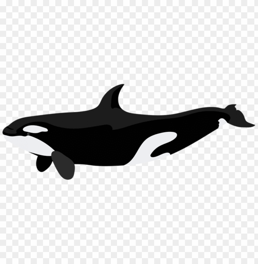 Detail Orca Transparent Background Nomer 57