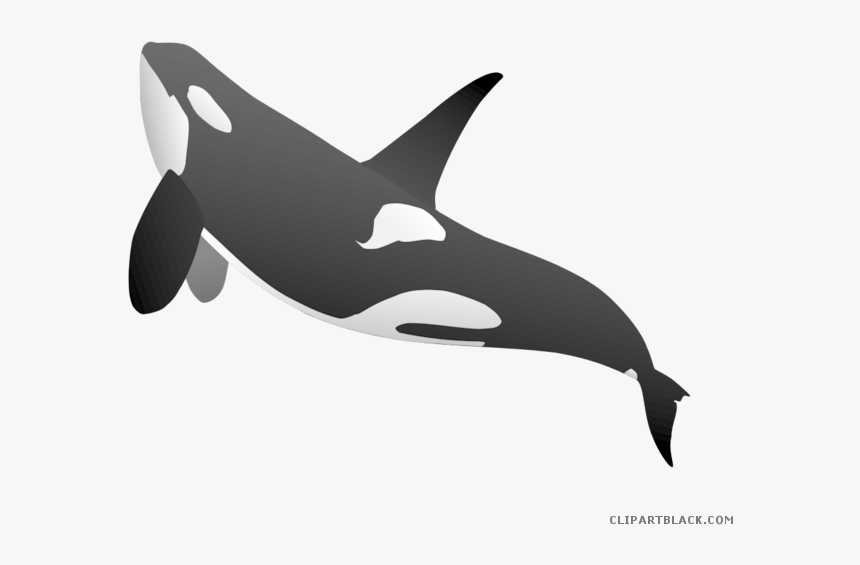 Detail Orca Transparent Background Nomer 6